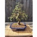 Chinese Elm Number 13